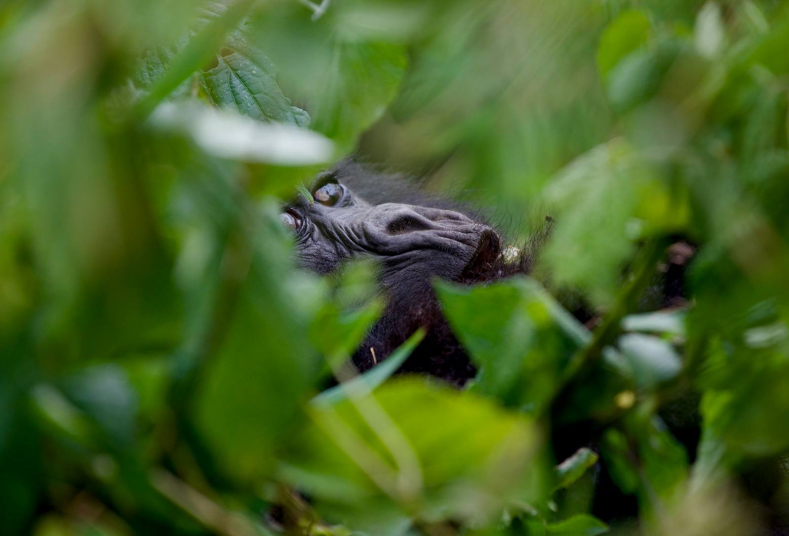 Rwanda wildlife in its natural habitat
